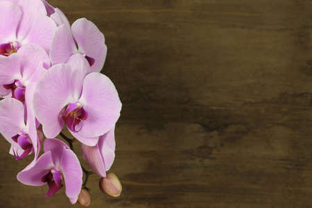 Pink orchid in detail on wooden backgroundの写真素材