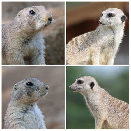 Prairie dog and suricate in the zoo, detail of headの写真素材
