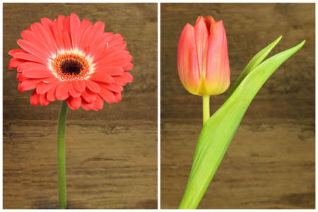 Orange gerbera and tulip in detail on wooden backgroundの写真素材