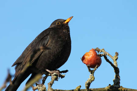 Blackbird with red apple on blue backgroundの写真素材