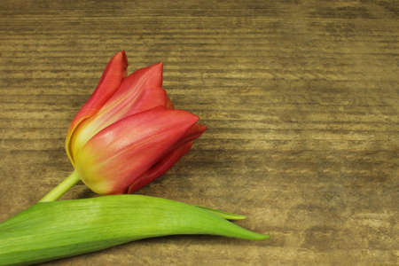 Red tulip in detail on wooden backgroundの写真素材