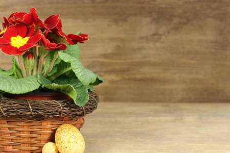 Primrose with easter eggs on wooden backgroundの写真素材