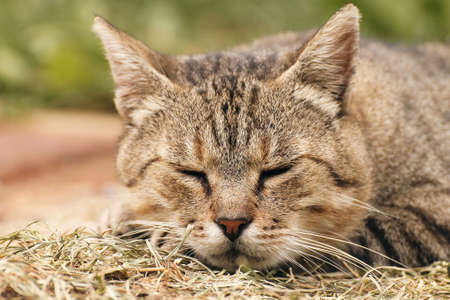 Sleeping lying tabby cat in the garden, detail of headの写真素材