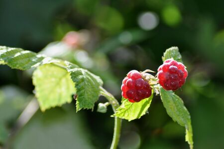 Raspberriesの写真素材