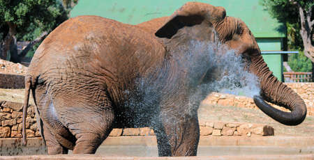 Big Elephantの写真素材