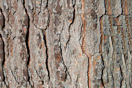 Bark texture of pine or Neapolitan Mediterranean pineの写真素材