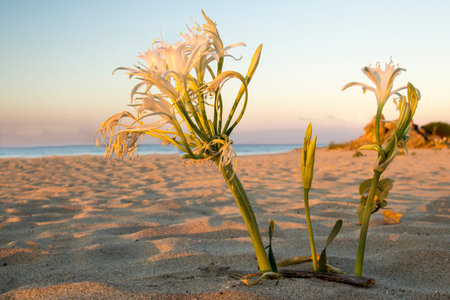 Flower born in the bag of the Italian coastの写真素材