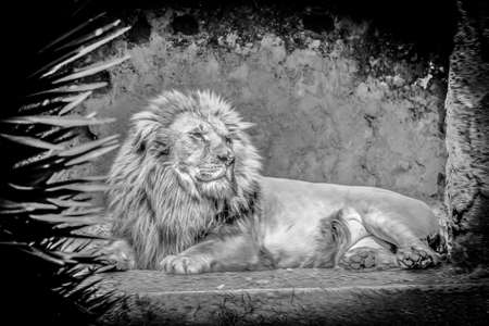 lion king neapolis zooの写真素材