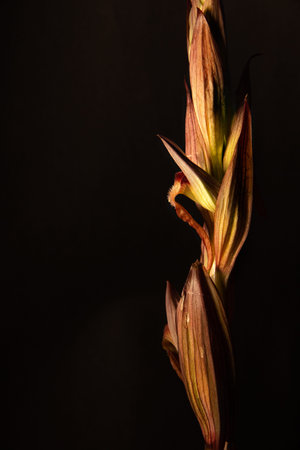 Serapias vomeracea, light green stem orchid with some reddish tinge. Calabria, Italyの写真素材
