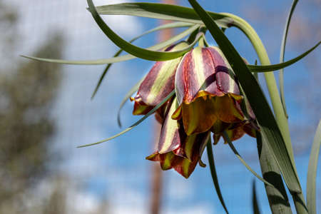Fritillaria messanensis, photographed in Calabriaの写真素材