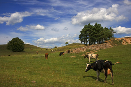 cows