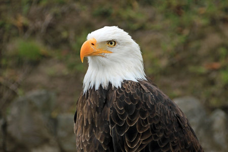 Bald eagle, closeの写真素材