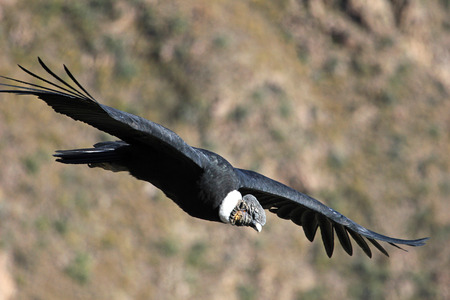 Male andean condor flying very close. Colca canyon - one of the deepest canyons in the world, near the city of Arequipa in Peru.の写真素材