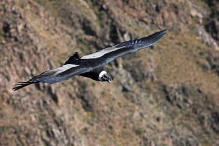 Male andean condor flying very close. Colca canyon - one of the deepest canyons in the world, near...