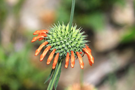 Orange green wild single flower in the Cordillera Huayhuash in Peru, often visited by the colibris, because of their nectar.の写真素材