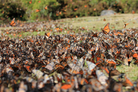 Monarch Butterflies in Michoacan, Mexico, millions are migrating every year and waking up with the sun.の写真素材