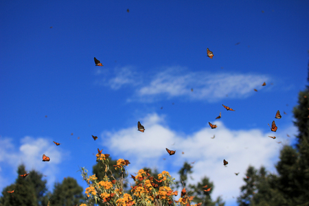 Monarch Butterflies in Michoacan, Mexico, millions are migrating every year and waking up with the sun.の写真素材