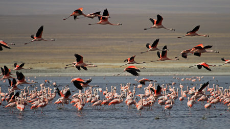 Flying chileflamingos, lake Tajsara, southern Bolivia South Americaの写真素材