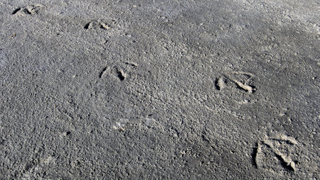 Footprints of flamingos, Laguna Colorado,southern Bolivia, South America