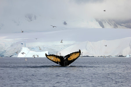Humpback whale tail, showing on the dive, Antarctic Peninsulaの写真素材