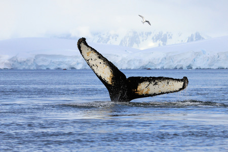 Humpback whale tail, showing on the dive, Antarctic Peninsulaの写真素材