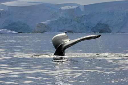 Humpback whale tail, showing on the dive, Antarctic Peninsulaの写真素材