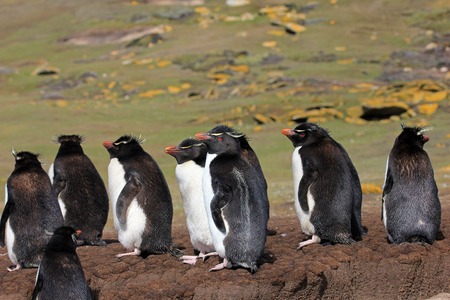 Rockhopper penguin in the rookery, Falkland Islandsの写真素材