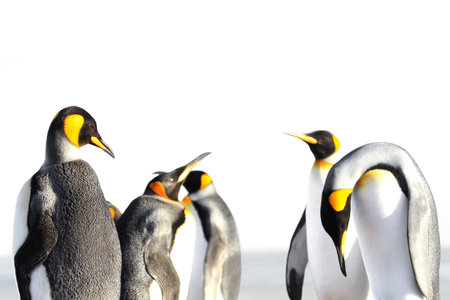 King penguin isolated, white background, on Saunders, Fakland Islandsの写真素材
