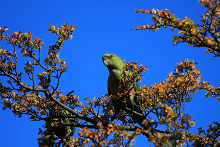 Austral Parakeet, Enicognathus Ferrugineus, on a tree near El Chalten, Patagonia, Argentinaの写真素材