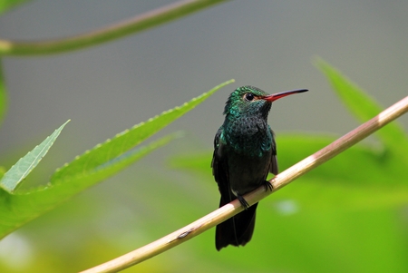 Hummingbird Canivets Emerald, chlorostilbon canivetii, sitting on a branch, Nicaragua, well seen in Costa Rica tooの写真素材
