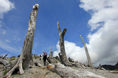 Dead trees from eruption of Chaiten volcano, south of Chileの写真素材