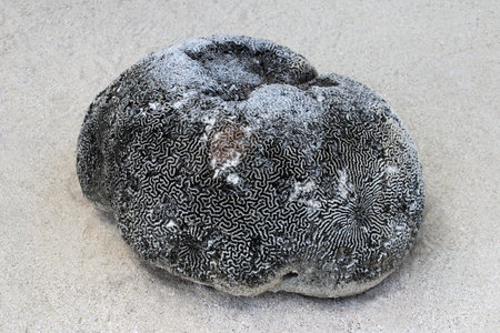 Seashell on the small island of Tobacco Caye, Belize, Central Americaの写真素材