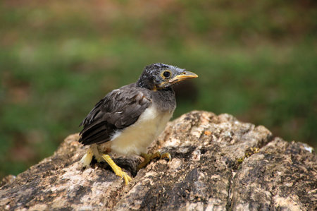 Little baby bird which has fallen out of the nest, Guatemala, Central America