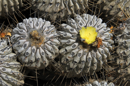 Flowering cactuses in the desert, National Park Llanos De Challe, Atacama, Chile, South Americaの写真素材