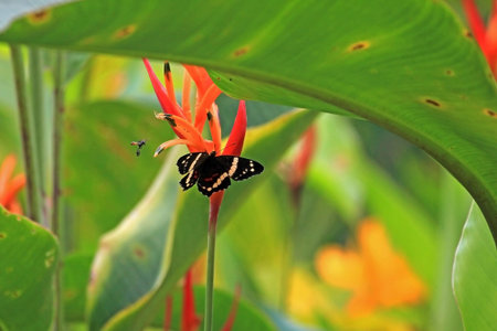 Butterfly on orange flower, watched by a fly, Nicaragua, Central Americaの写真素材