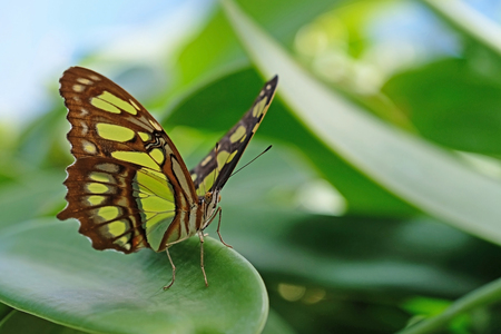 Malachite, siproeta stelenes, butterfly perched on leaf, Mainau Islandの写真素材