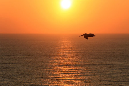 Pelican flying over ocean at sunset, Ecuador, South Americaの写真素材