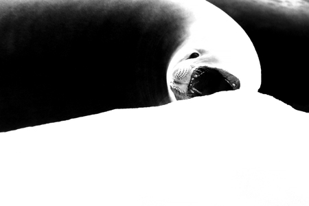 Seal with open mouth on ice floe, graphic designed image, Antarctic Peninsula, Antarcticaの写真素材