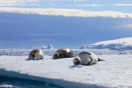 Crabeater seals on ice floe, Antarctic Peninsula, Antarcticaの写真素材