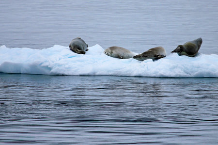 Crabeater seals on ice floe, Antarctic Peninsula, Antarcticaの写真素材