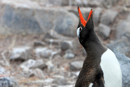 Gentoo penguin, Pygoscelis Papua, Antarctic Peninsula Antarcticaの写真素材