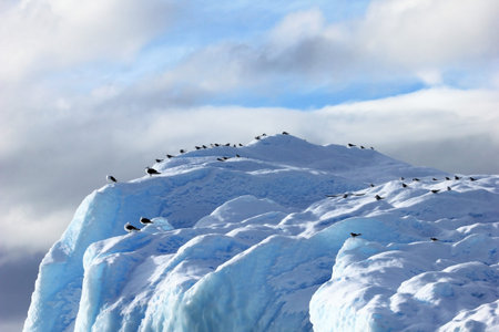 Kelp Gulls and Arctic Terns flying and sitting on iceberg, Antarctic Peninsula, Antarctica