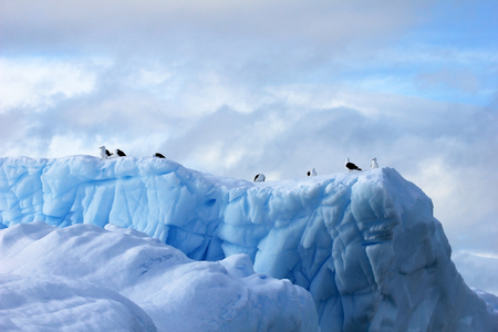 Kelp Gulls and Arctic Terns flying and sitting on iceberg, Antarctic Peninsula, Antarcticaの写真素材