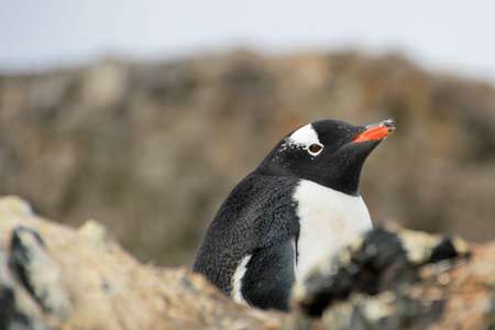 Gentoo penguin, Pygoscelis Papua, Antarctic Peninsula Antarctica