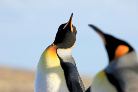 King penguins, aptenodytes patagonicus, Saunders Falkland Islands Malvinasの写真素材