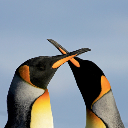 King penguins, aptenodytes patagonicus, Saunders Falkland Islands Malvinasの写真素材