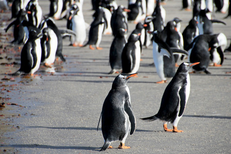 Gentoo penguins, Pygoscelis Papua, Saunders Falkland Islands Malvinasの写真素材