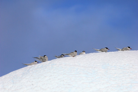 Kelp Gulls and Arctic Terns flying and sitting on iceberg, Antarctic Peninsula, Antarcticaの写真素材
