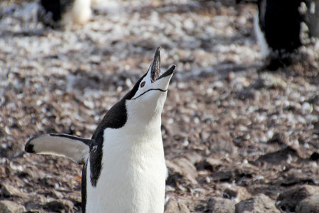 Wild chinstrap penguins standing on Antarctica Peninsulaの写真素材