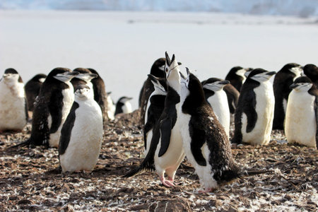 Wild chinstrap penguins standing on Antarctica Peninsula